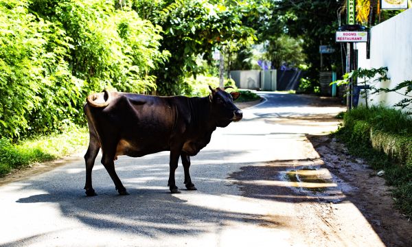 Srilanka