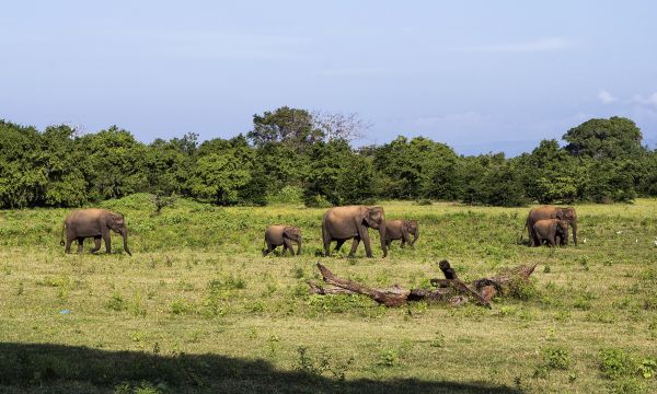 Srilanka 14