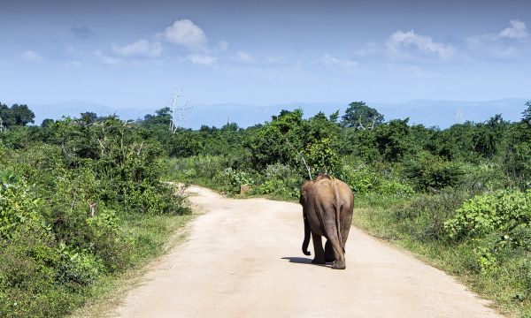 Srilanka 16